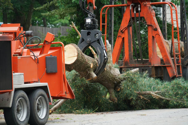 Best Tree Root Removal  in Hobe Sound, FL